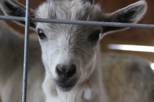 Cotton Eyed Joe. Kid goat.