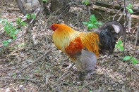 Americana Rooster